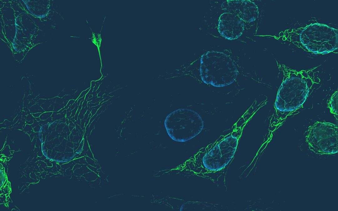 Synergyne ART Analytics Inc. and HoMu Health Ventures Forge a Strategic Partnership to Revolutionize Fertility Technology