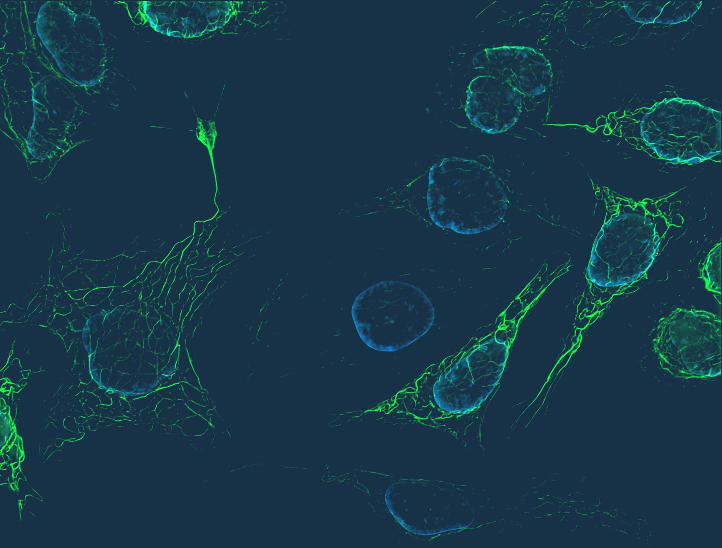 Synergyne ART Analytics Inc. and HoMu Health Ventures Forge a Strategic Partnership to Revolutionize Fertility Technology